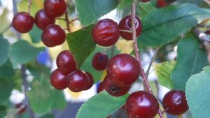 Саженцы черемухи красной поСАДи !