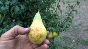 Конкурент сорту КОНФЕРЕНЦИЯ - груша ДЕЛАКОМА