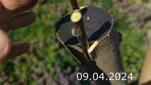 Прививка Яблони Весной наглядно смотреть онлайн