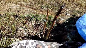 Раскрываем штамбовые розы.