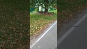 сельская жизнь. колодец, чистый воздух, чудесные растения.
