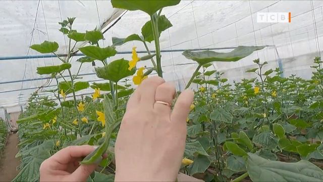 Как вырастить ранние овощи без химии смотреть онлайн