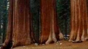 Странные и редкие РАСТЕНИЯ !