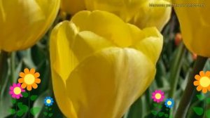 Тюльпан дарвин Нови Сан. Краткий обзор, описание харак