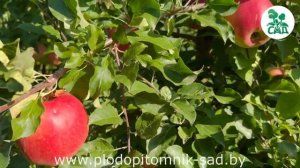 Яблоня сорт Лигол. Необыкновенный вкус, высокие товар?