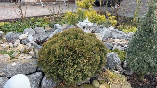 Туя Danica та туя Teddy. Стрижемо кулястих красунь