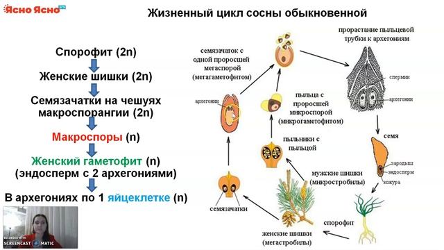 ЕГЭ по биологии 2022 | Жизненный цикл растений | Семенные смотреть онлайн
