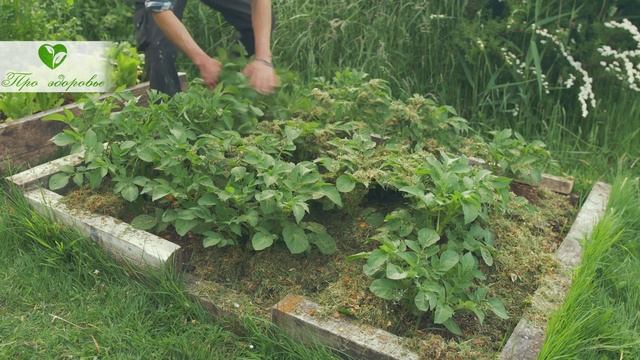 Картофеля будет вагон, если сделаешь всё правильно пе? смотреть онлайн
