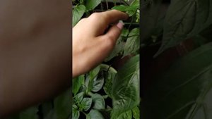 Огурцы выросли на балконе, первый урожай