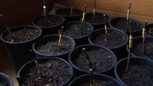 Прививка персика на сливу за столом (Результат)