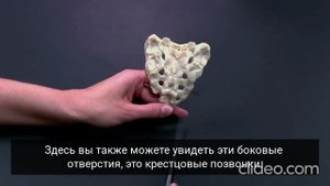 КРЕСТЕЦ и КОПЧИК - анатомия