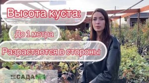 ВСЕ О ГОРТЕНЗИИ САНДЕЙ ФРАЙЗ