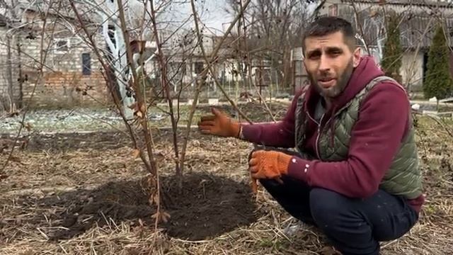 ОБРЕЗКА ЕЖЕВИКИ ВЕСНОЙ смотреть онлайн