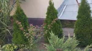 Хвойные в моём саду🌲🌲🌲