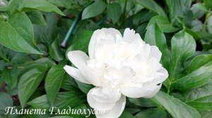 Самые красивые сорта пионов Пион Mary E  Nicholls Мэри Е  Нико