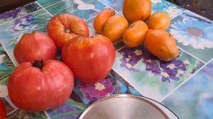 ОБЗОР УРОЖАЯ 2025Г ТОМАТЫ И ЛУК🍅🧅🧄ЧТО НЕ ТАК?🤔