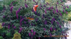Буддлея давида Блэк Найт (black knight) 🌿 обзор: как сажать,