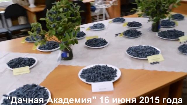 Жимолость Бакчарский великан смотреть онлайн