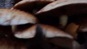 Как на своем участке вырастить МНОГО ОПЯТ (результат)