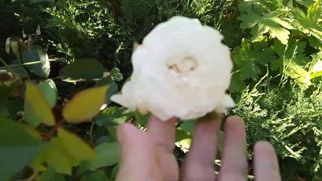 Приехала на дачу 🏡 Жара. Барсик. Роза Новалис 🌹. смотреть онлайн