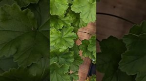 Сравнение сортов ЮВ-Феникс и ИВ-Ночной Блюз 🍊🍑