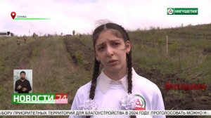 Посадка саженцев ясеня и акации на склонах Сунженског