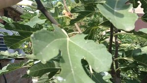 Ускоряем созревание инжира. Результат прищипки в разн