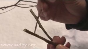 Основы прививки растений: теория и практика. Прививка