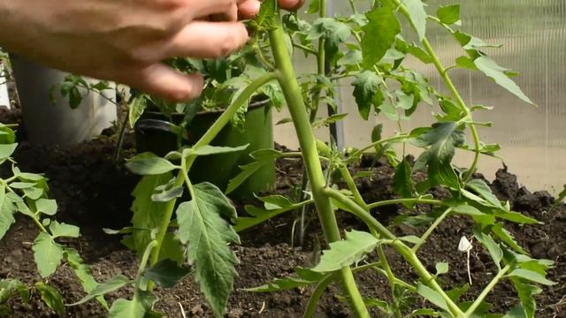 Пасынкование ТОМАТОВ - За и Против 🍅 Как пасынковать ? смотреть онлайн