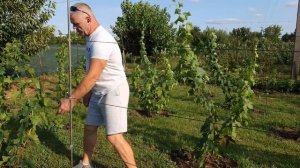 Чудо-препарат для вызревания винограда. Сульфат магни