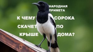 Народная примета. К ЧЕМУ СОРОКА СКАЧЕТ ПО КРЫШЕ ДОМА?..