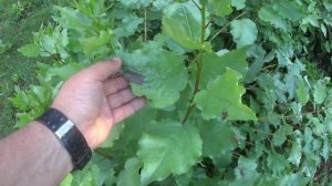 Избавиться от пня и поросли при помощи аммиачной сели?