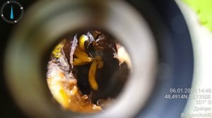 Что это за Лимонно жёлтые черви Примерно пол миллимет?