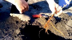 Посадка смородины