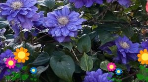 Клематис гибридный kiri te kanawa. Краткий обзор, описание х?