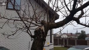 Вбивание ржавых гвоздей в дерево для улучшения плодон