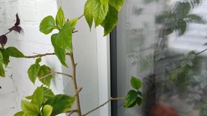 Шоколадный поцелуй 😗