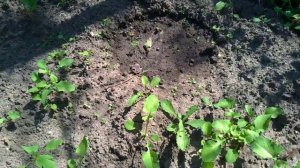 Урожайный огород Татьяны июнь 2020 огурцы помидоры