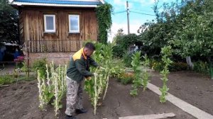 Как вырастить табак на своем участке. Сезон 2022 за 2 мин?