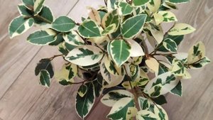 Прищипка фикуса. Весь процесс и результат!