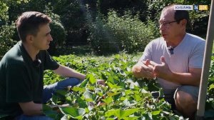 Как на Кубани выращивают батат, момордику и другую экз