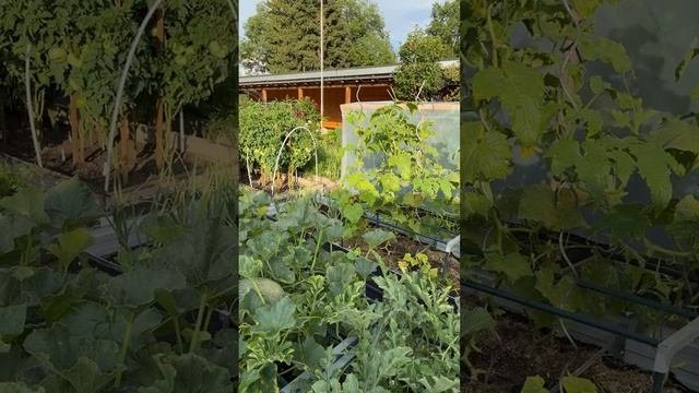 ОГОРОДНИЦА В ШВЕЙЦАРИИ 20.07.25