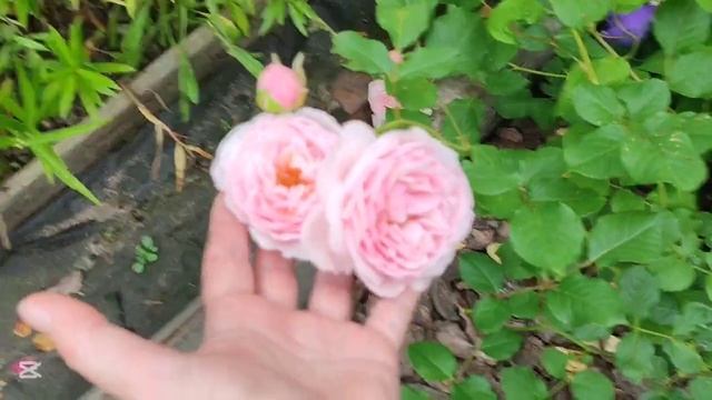 Садовые хлопоты в середине июля. Что пора обрезать? смотреть онлайн