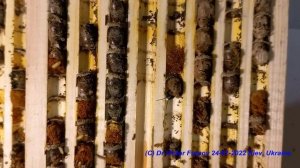 Как Разводить Диких Пчел Осмий? Искусственное Гнездо ?