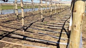 Строим теплицу своими руками: инновации, проверенные ?