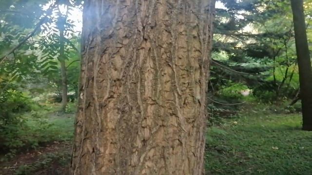 Орех маньчжурский (Juglans Mandshurica)