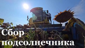 В Республике стартовала уборочная кампания подсолнечника