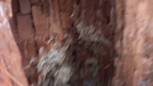 Медведь мед добывал.