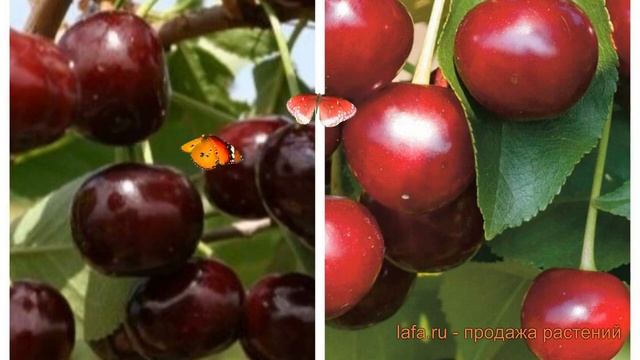 Вишня плодовая Любская-Владимирская 🌿 обзор: как саж? смотреть онлайн