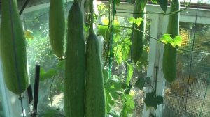 Люффа. Огурец мочалка.